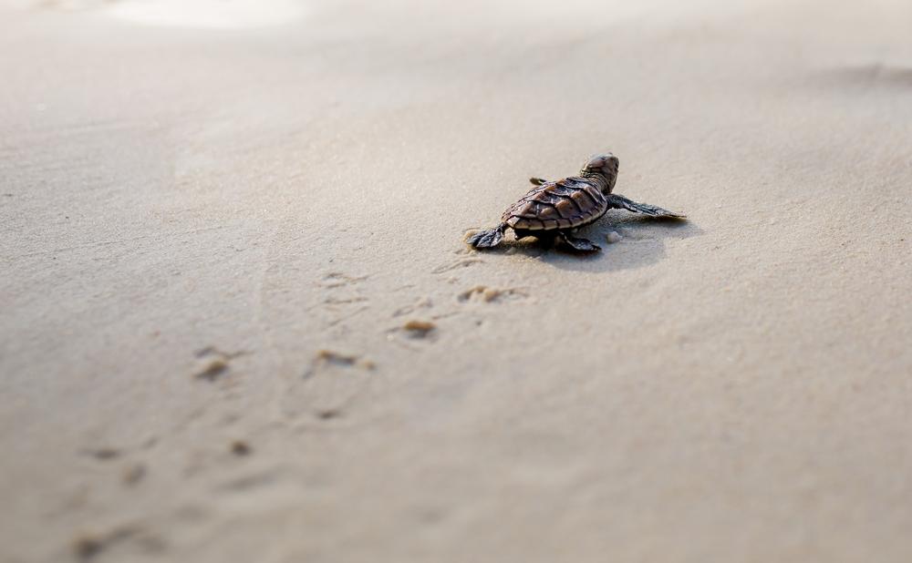 Sea Turtle Nesting 