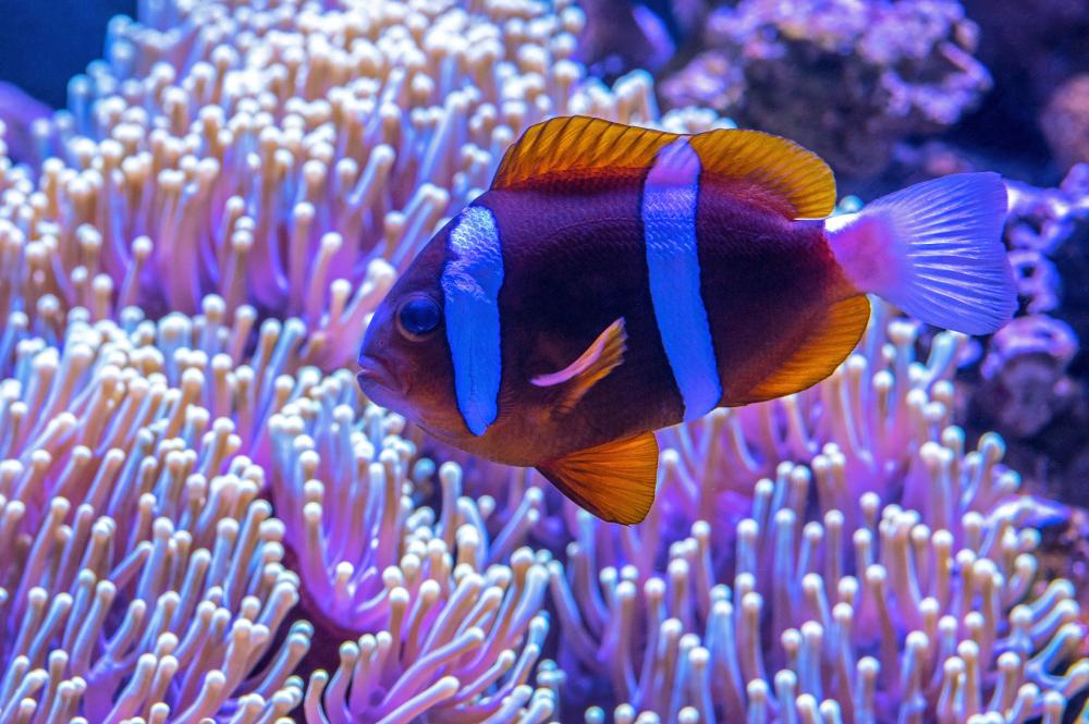 Clown Fish 